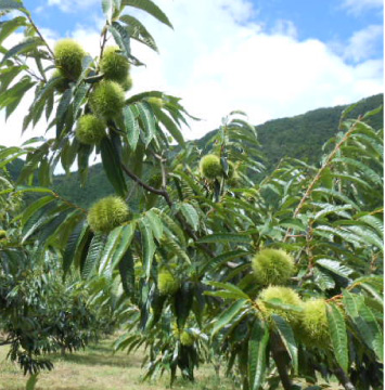 里山の4つの魅力