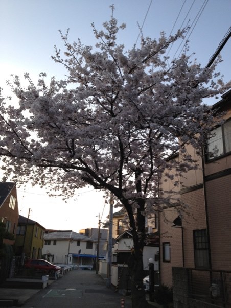 桜3