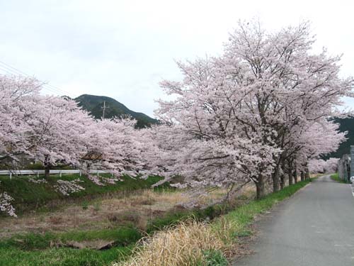 160405桜柏原駅裏 (1)●.jpg