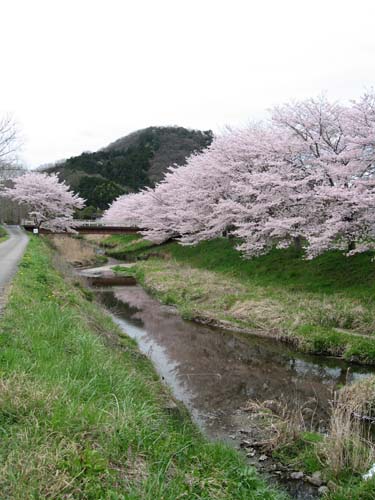 160405桜柏原駅裏 (4)●.jpg